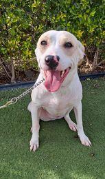 Griffin, a Adoptable mixed breed in San Francisco, CA image 3/6