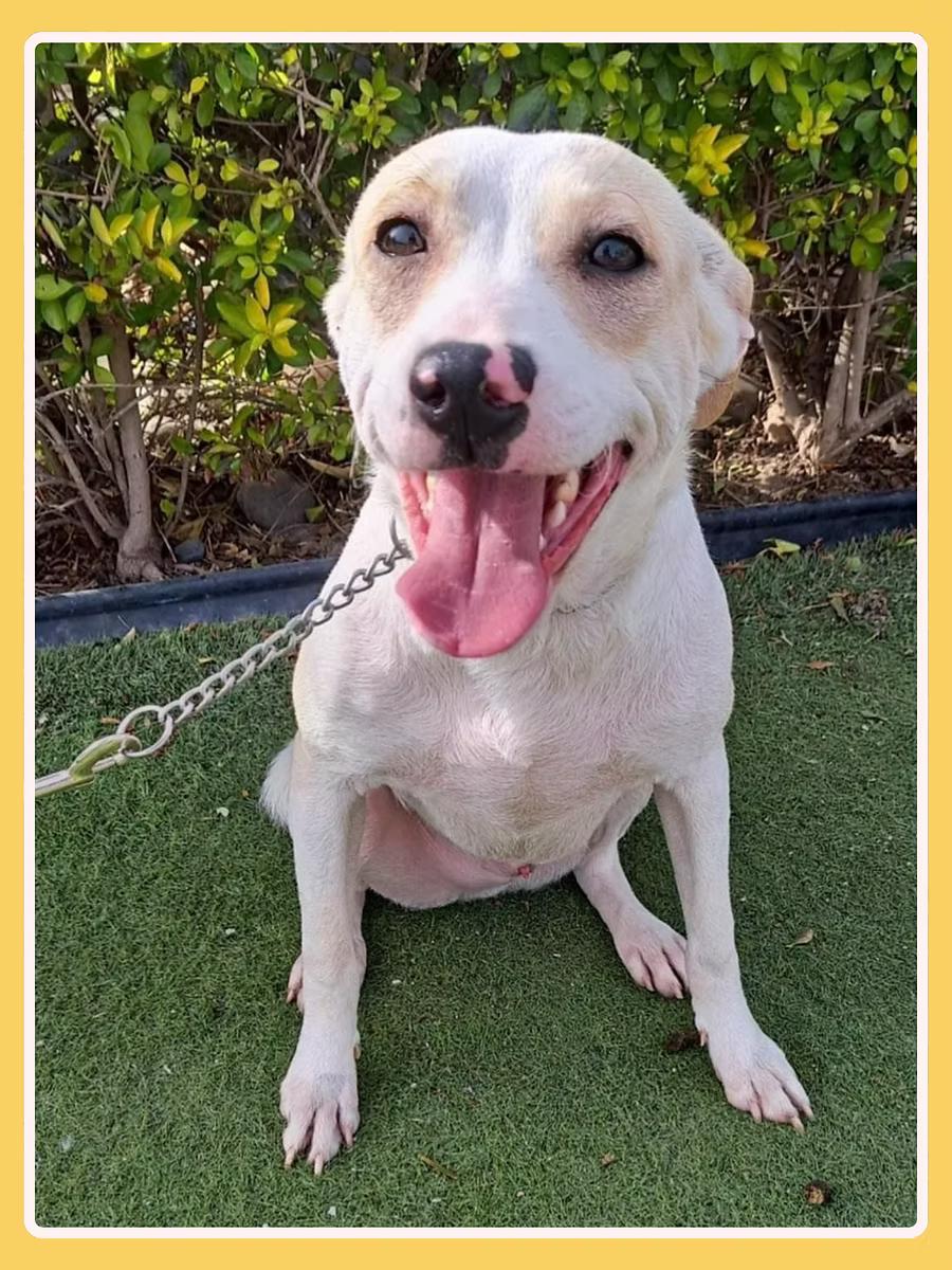 Griffin, a Adoptable mixed breed in San Francisco, CA image 4/4