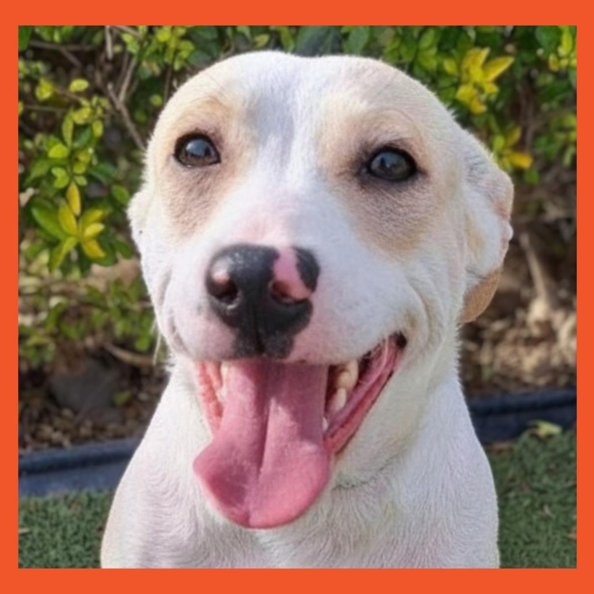 Griffin, a Adoptable mixed breed in San Francisco, CA image 1/6