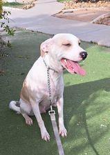Griffin, Adoptable, Puppy Male Setter.