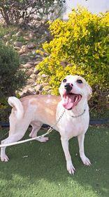 Griffin, a Adoptable mixed breed in San Francisco, CA image 5/6