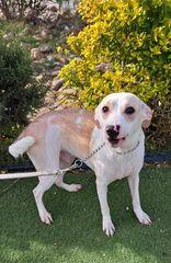 Griffin, a Adoptable mixed breed in San Francisco, CA image 6/6