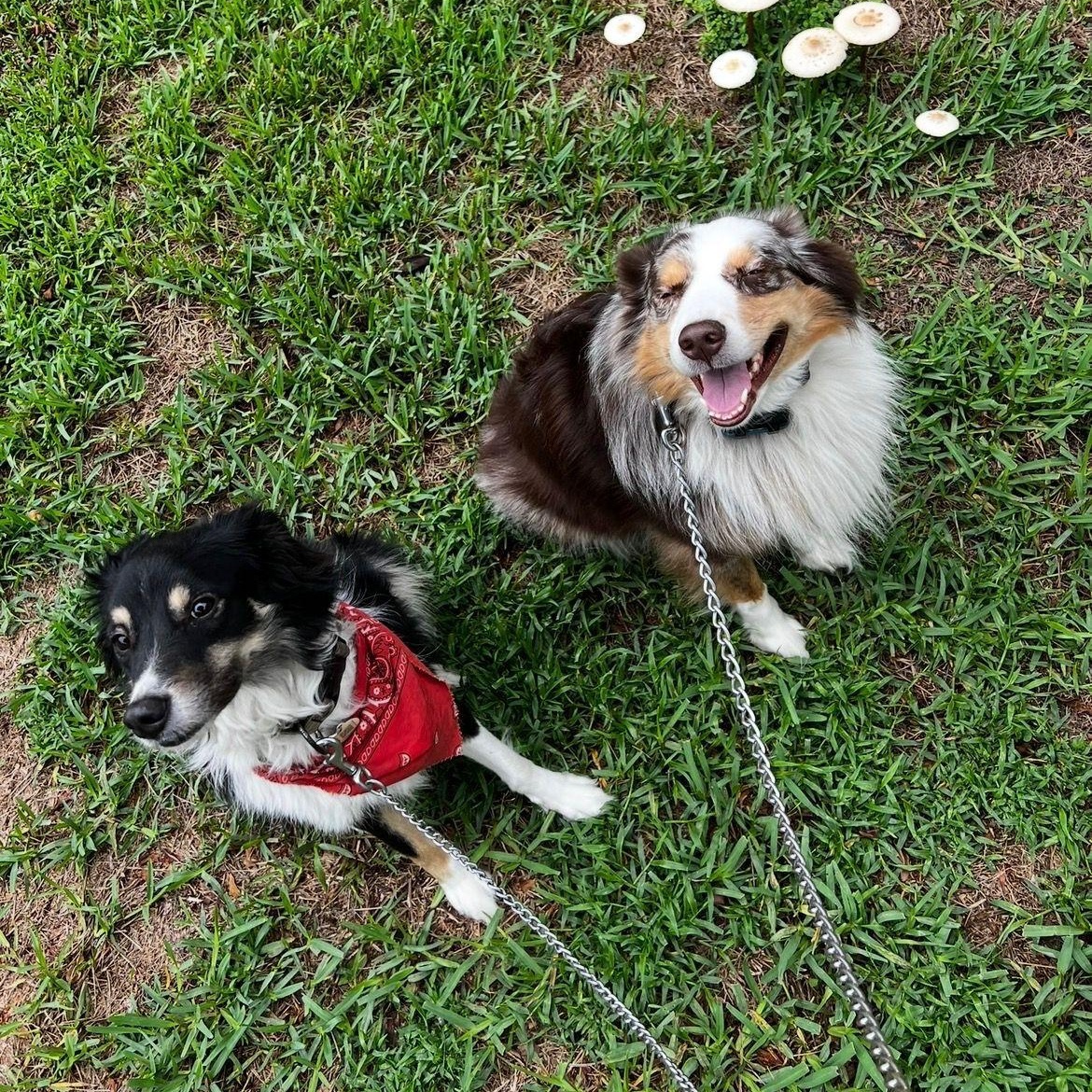 Cody & Butch, ADOPTABLE, Adult Male Australian Shepherd.