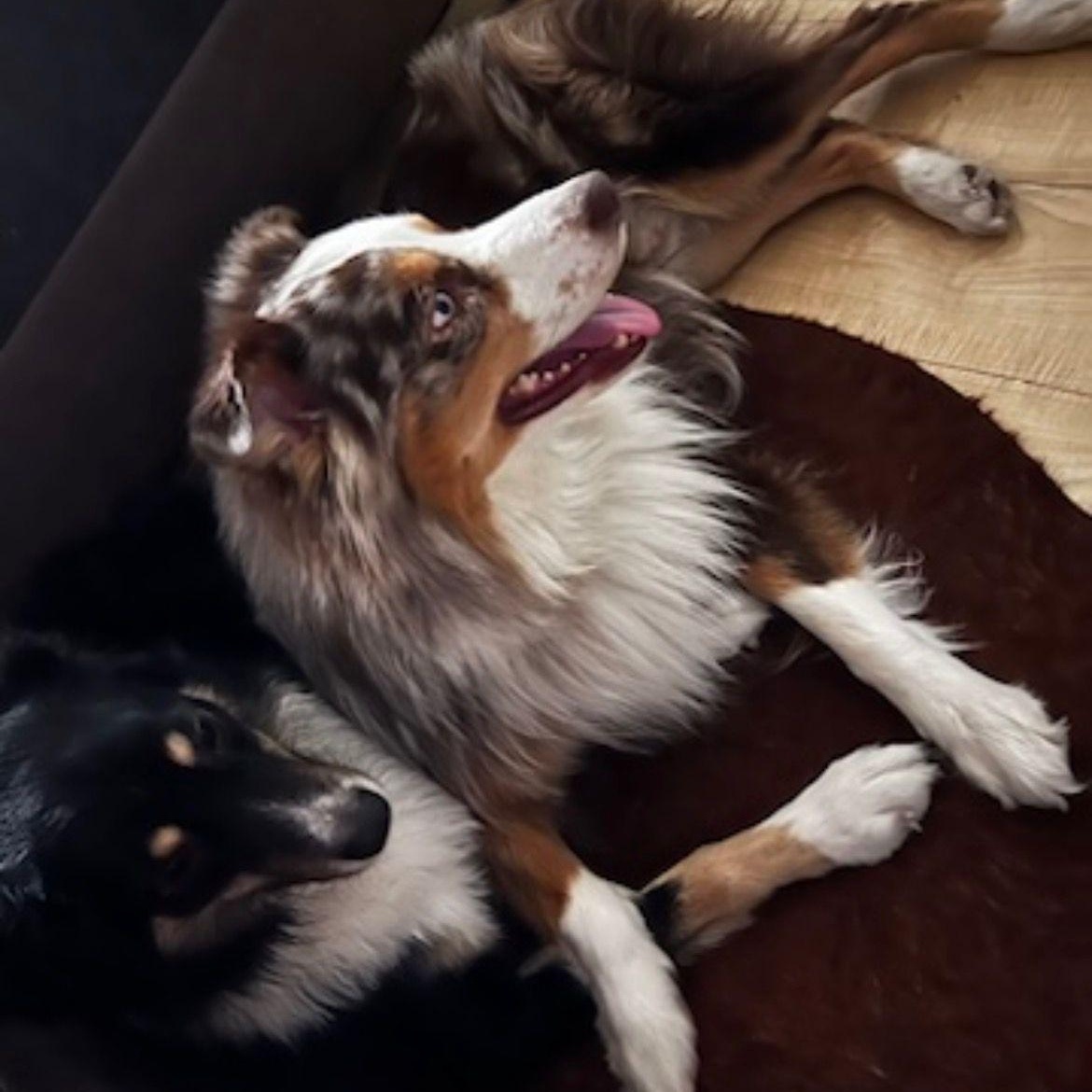 Enlarge Cody & Butch, a ADOPTABLE Australian Shepherd in Miami, FL image 2/3