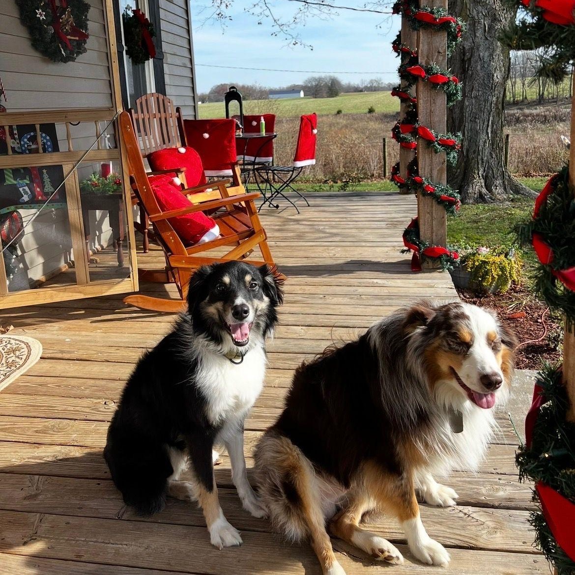 Enlarge Cody & Butch, a ADOPTABLE Australian Shepherd in Miami, FL image 3/3