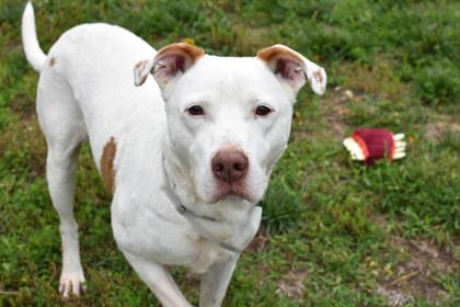 Xavier, Adoptable, Senior Male Retriever & Mixed Breed.