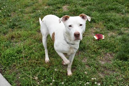 Enlarge Xavier, a Adoptable mixed breed in Kansas City, MO image 2/3