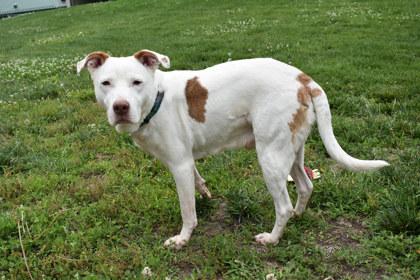 Enlarge Xavier, a Adoptable mixed breed in Kansas City, MO image 3/3