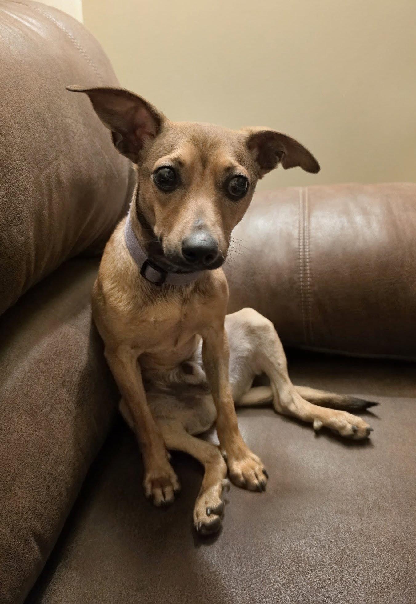 Pat, Adoptable, Young Male Rat Terrier & Chihuahua.