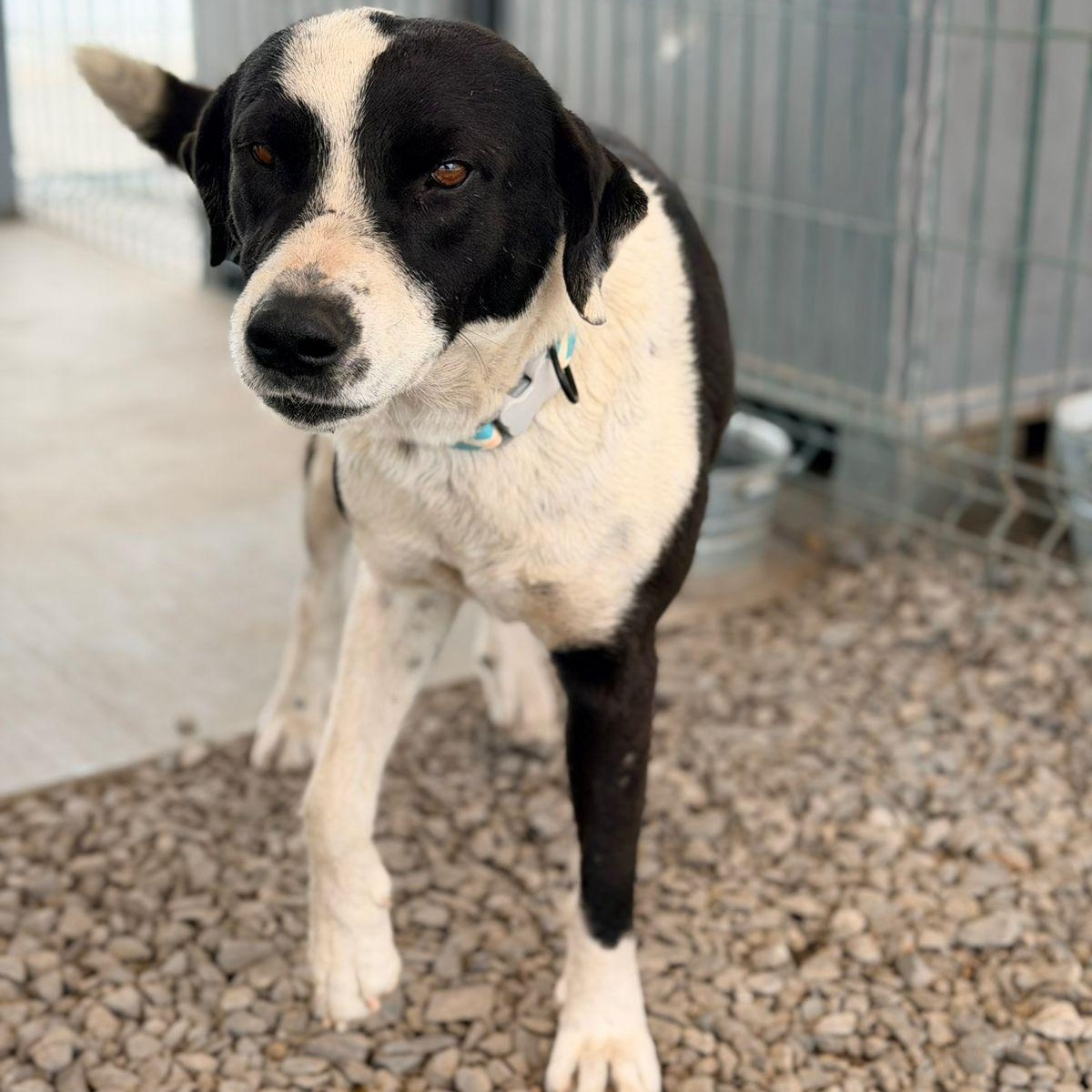 Enlarge Lucky, a Adoptable mixed breed in Bastrop, TX image 2/6