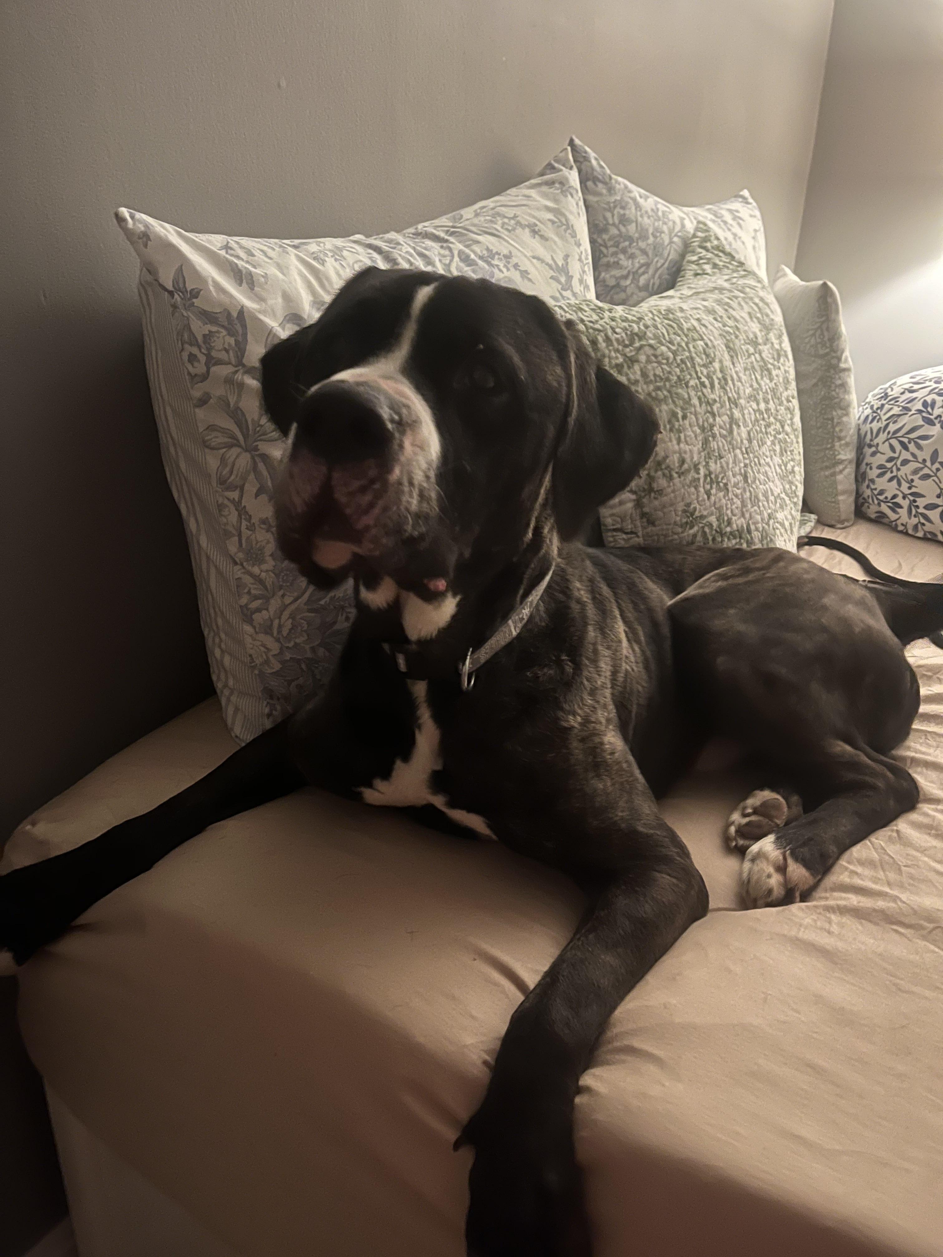 Lenny, Adopted, Adult Male Cane Corso & Mastiff.