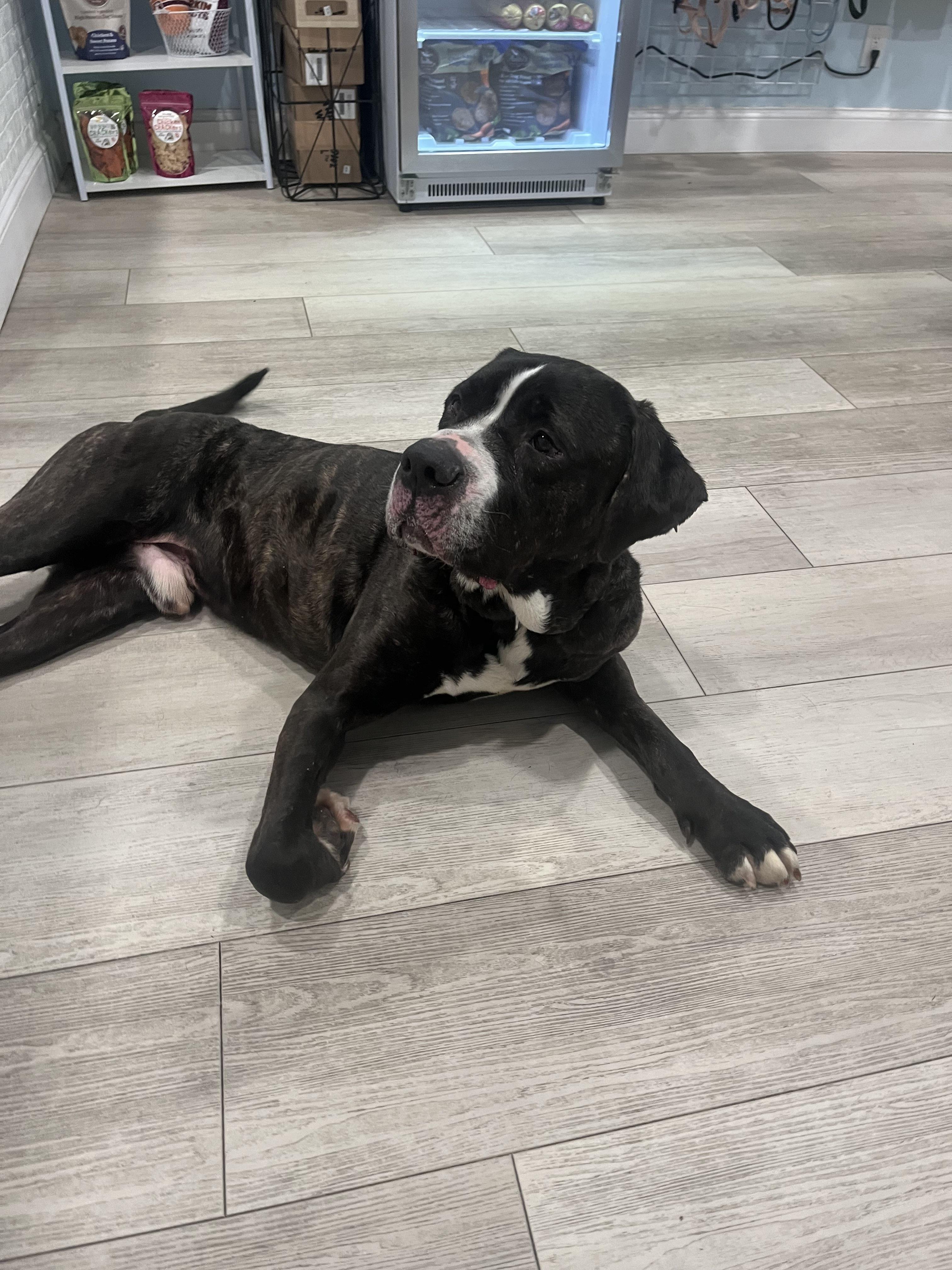 Enlarge Lenny, a Adopted mixed breed in Hampton Bays, NY image 3/6