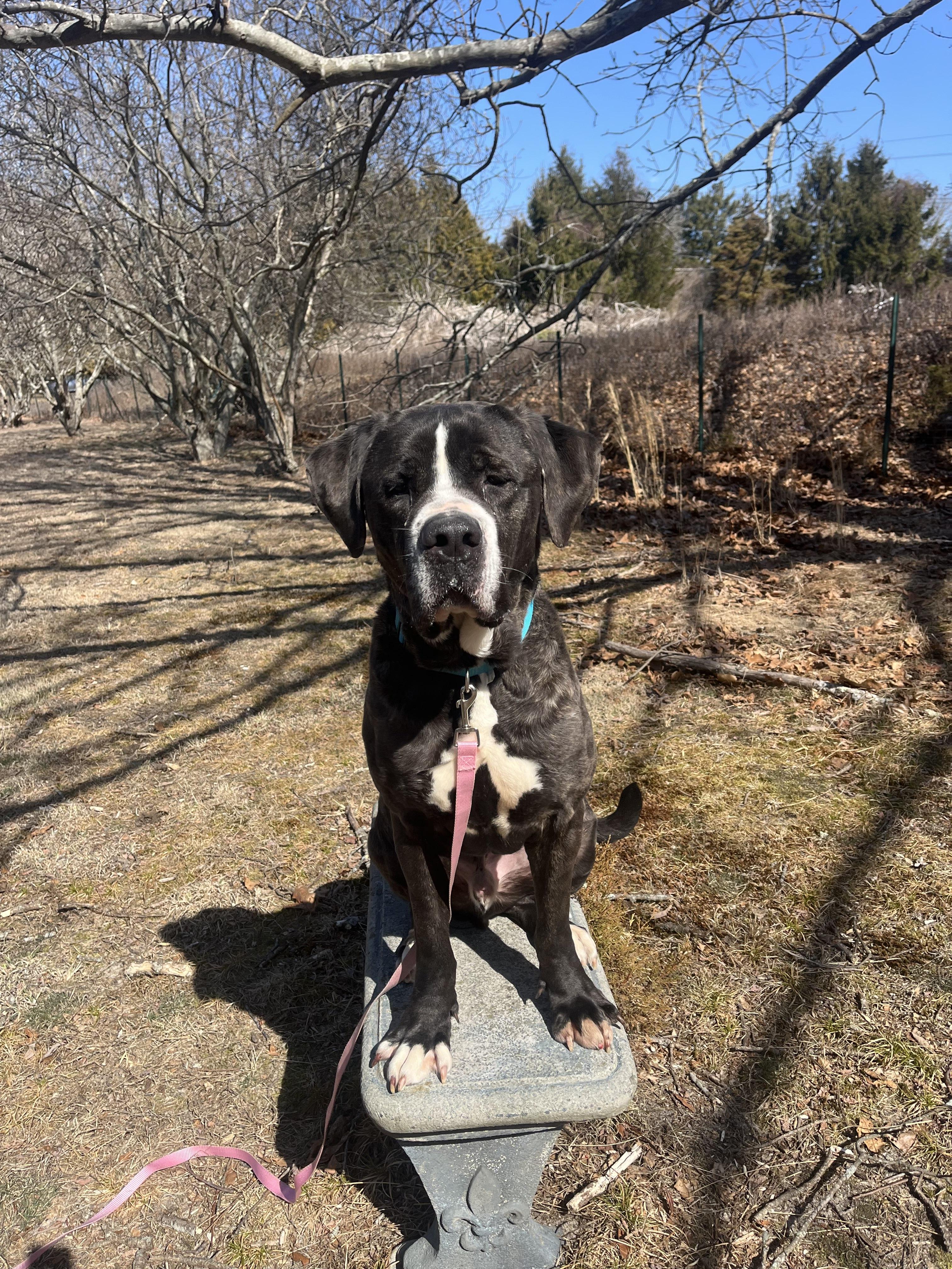 Enlarge Lenny, a Adopted mixed breed in Hampton Bays, NY image 5/6