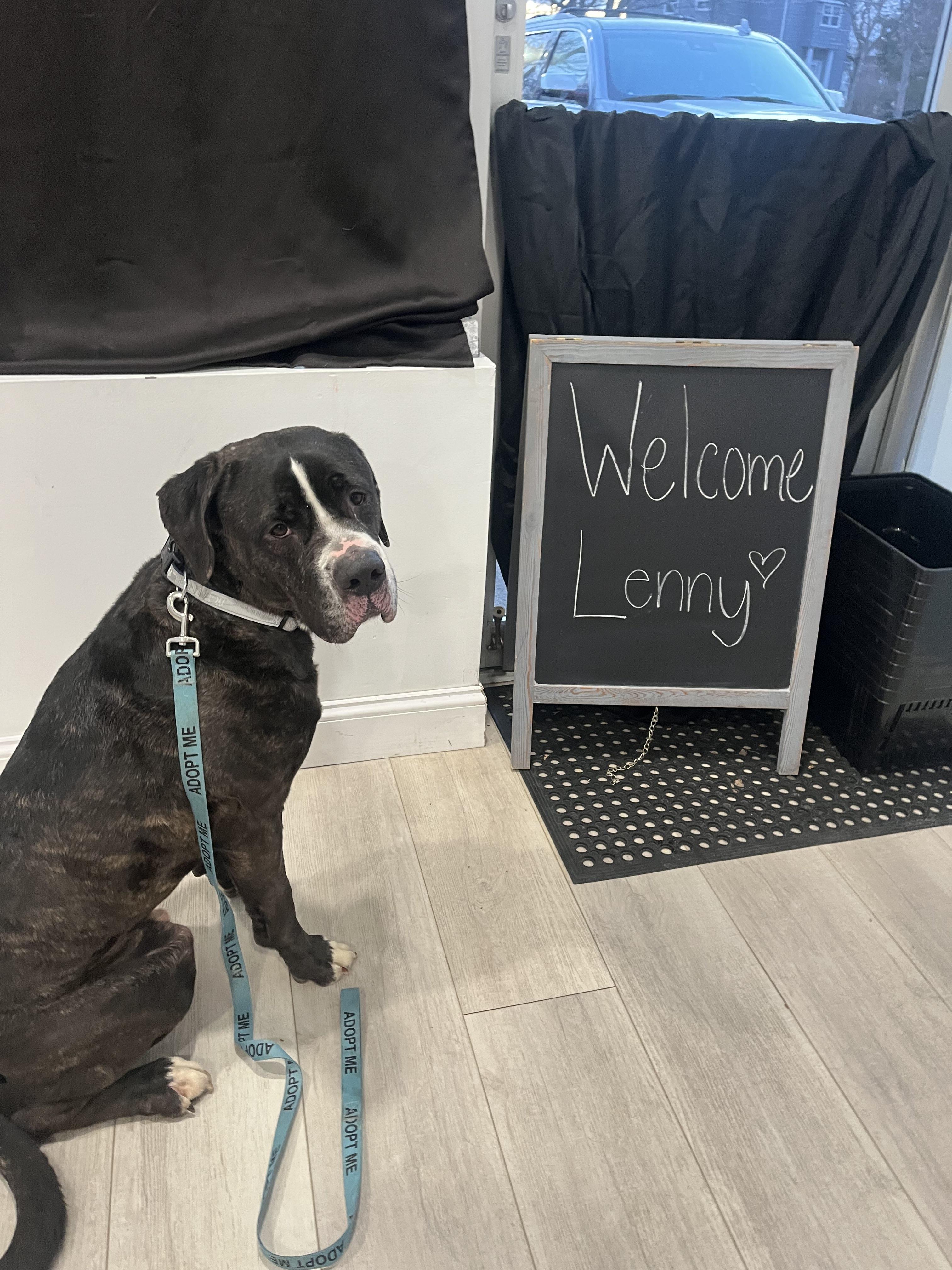 Enlarge Lenny, a Adopted mixed breed in Hampton Bays, NY image 4/6