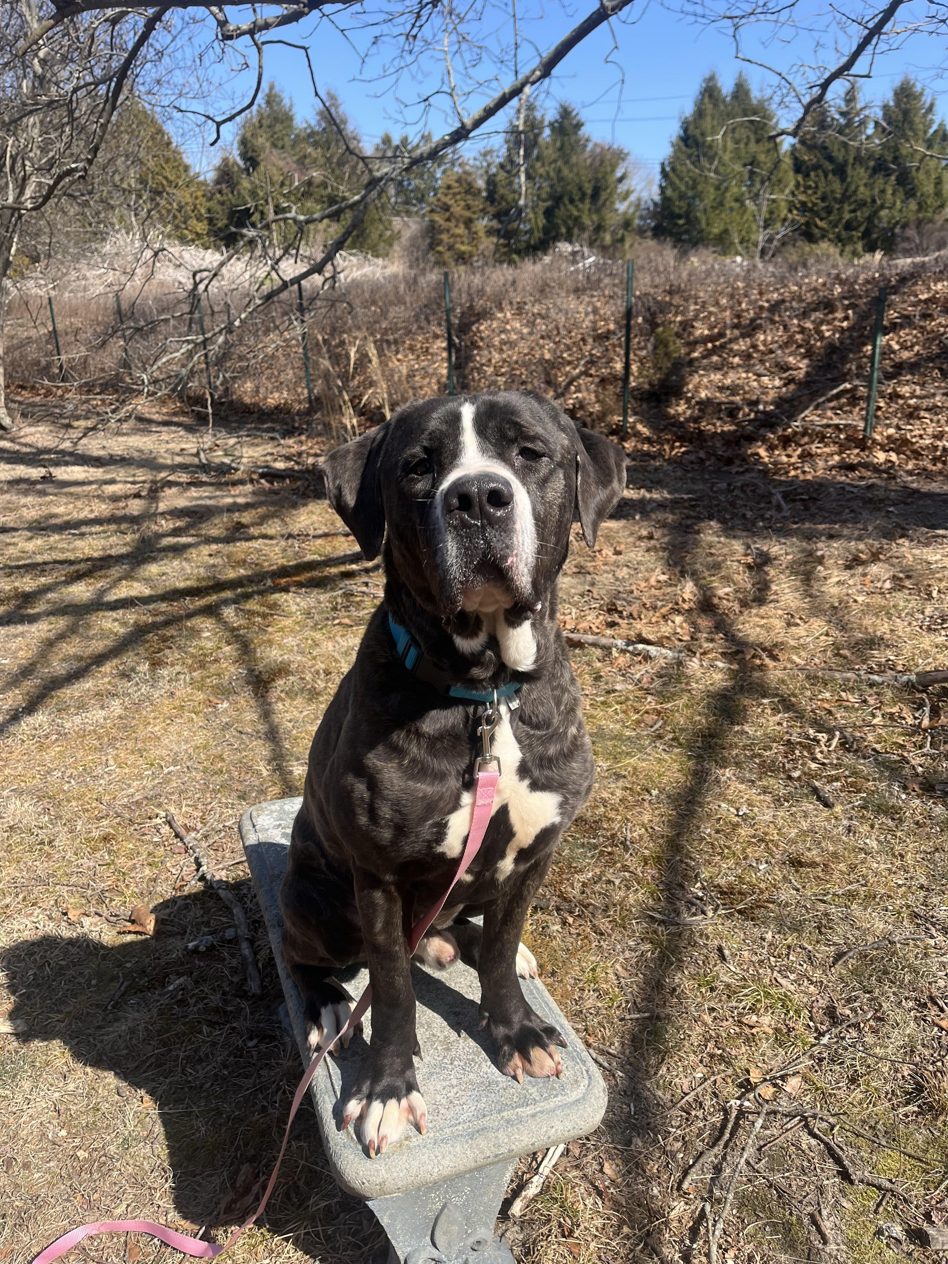 Enlarge Lenny, a Adopted mixed breed in Hampton Bays, NY image 1/6