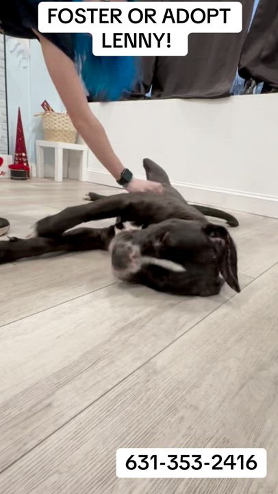 Enlarge Lenny, a Adopted mixed breed in Hampton Bays, NY video 2/6