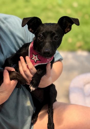 Maya Rose, a ADOPTABLE Dachshund in Pittsburg, CA image 4/4