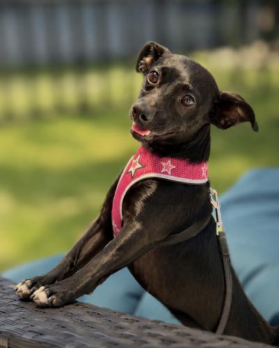Maya Rose, a ADOPTABLE Dachshund in Pittsburg, CA image 3/4