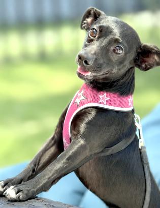 Maya Rose, ADOPTABLE, Young Female Dachshund.
