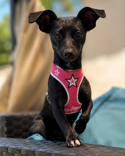 Maya Rose, a ADOPTABLE Dachshund in Pittsburg, CA image 2/4