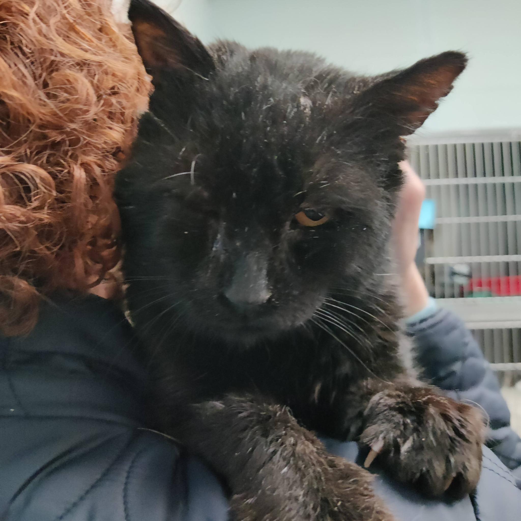 Bear *Adoption fee sponsored*, adopted, Adult Male Domestic Short Hair.