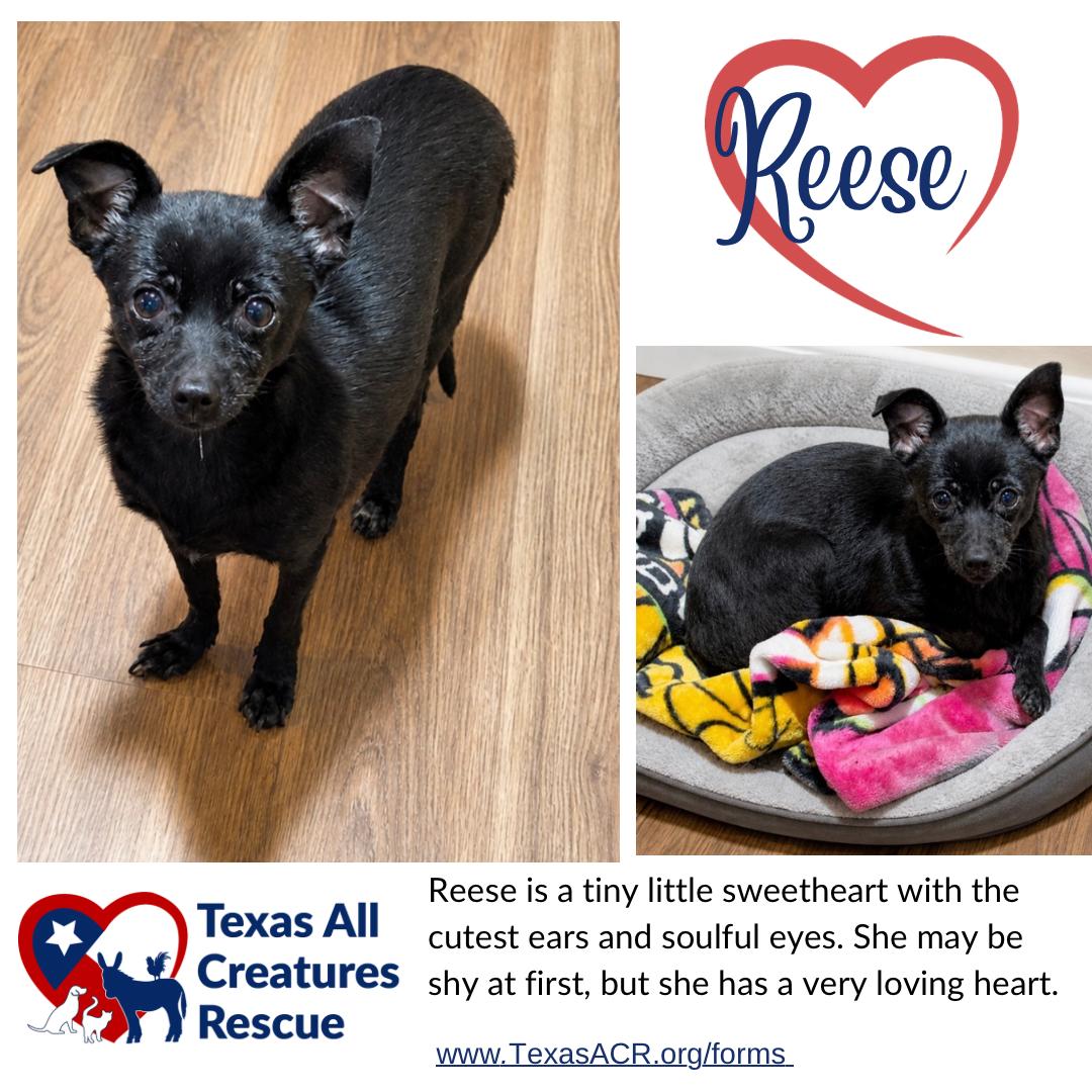 Enlarge Reese, a Adoptable Chihuahua in Alvarado, TX image 1/1