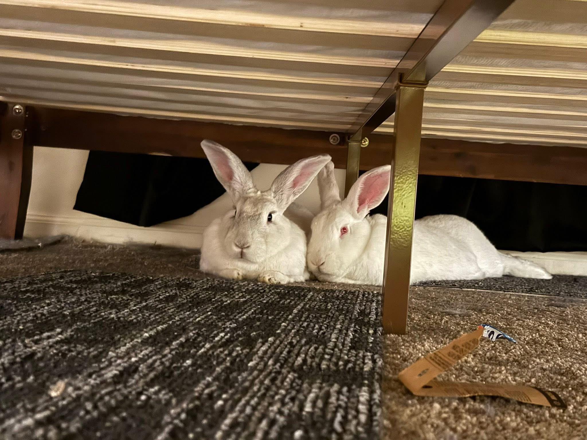 Enlarge Strawberry and Vanilla Milk , a ADOPTABLE New Zealand in St. Charles, MO image 1/2