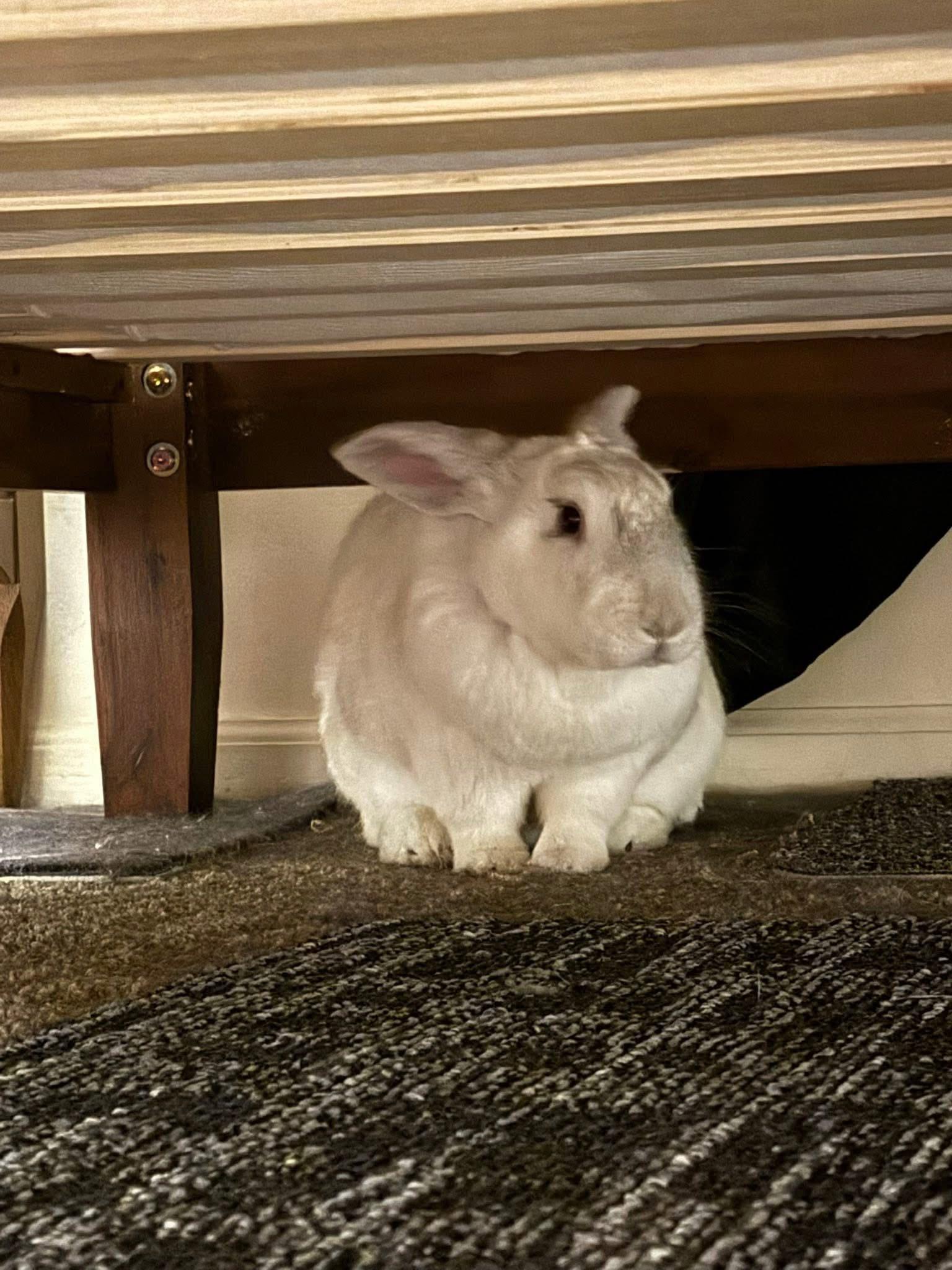 Enlarge Strawberry and Vanilla Milk , a ADOPTABLE New Zealand in St. Charles, MO image 2/2