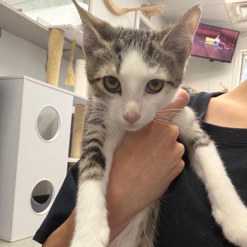 Enlarge Peanut, a Adoptable mixed breed in La Grange, KY image 1/1