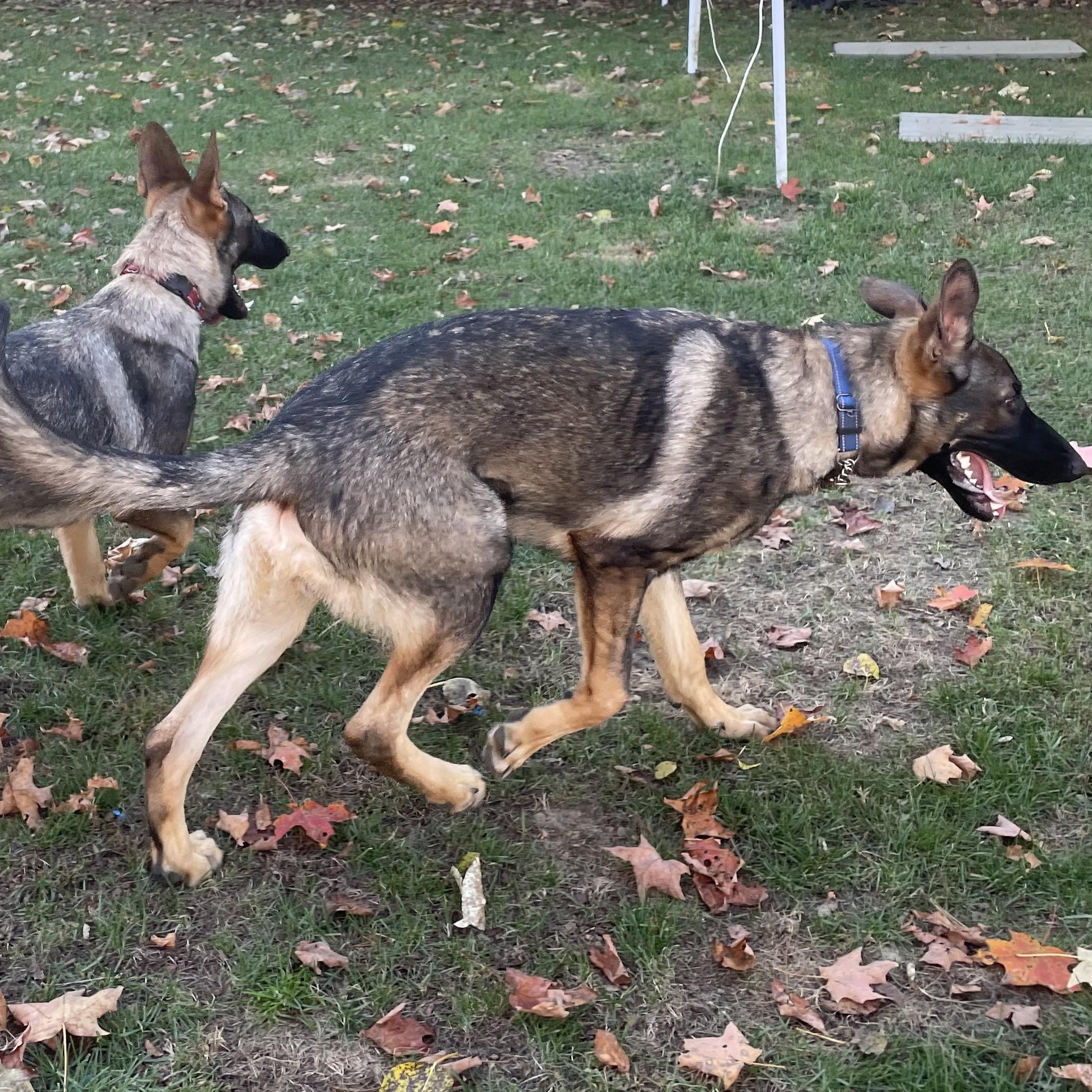 Magnus, a Adoptable German Shepherd Dog in Bridgton, ME image 1/2