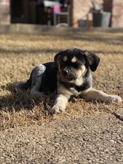 Maisy 50945, ADOPTABLE, Puppy Female Mixed Breed.