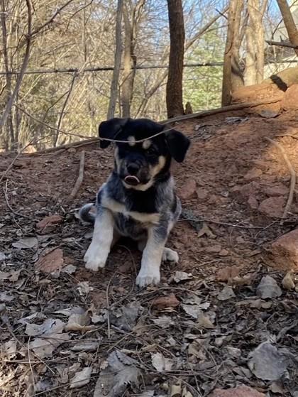 Enlarge Maisy 50945, a ADOPTABLE Mixed Breed in Oklahoma City, OK image 2/2