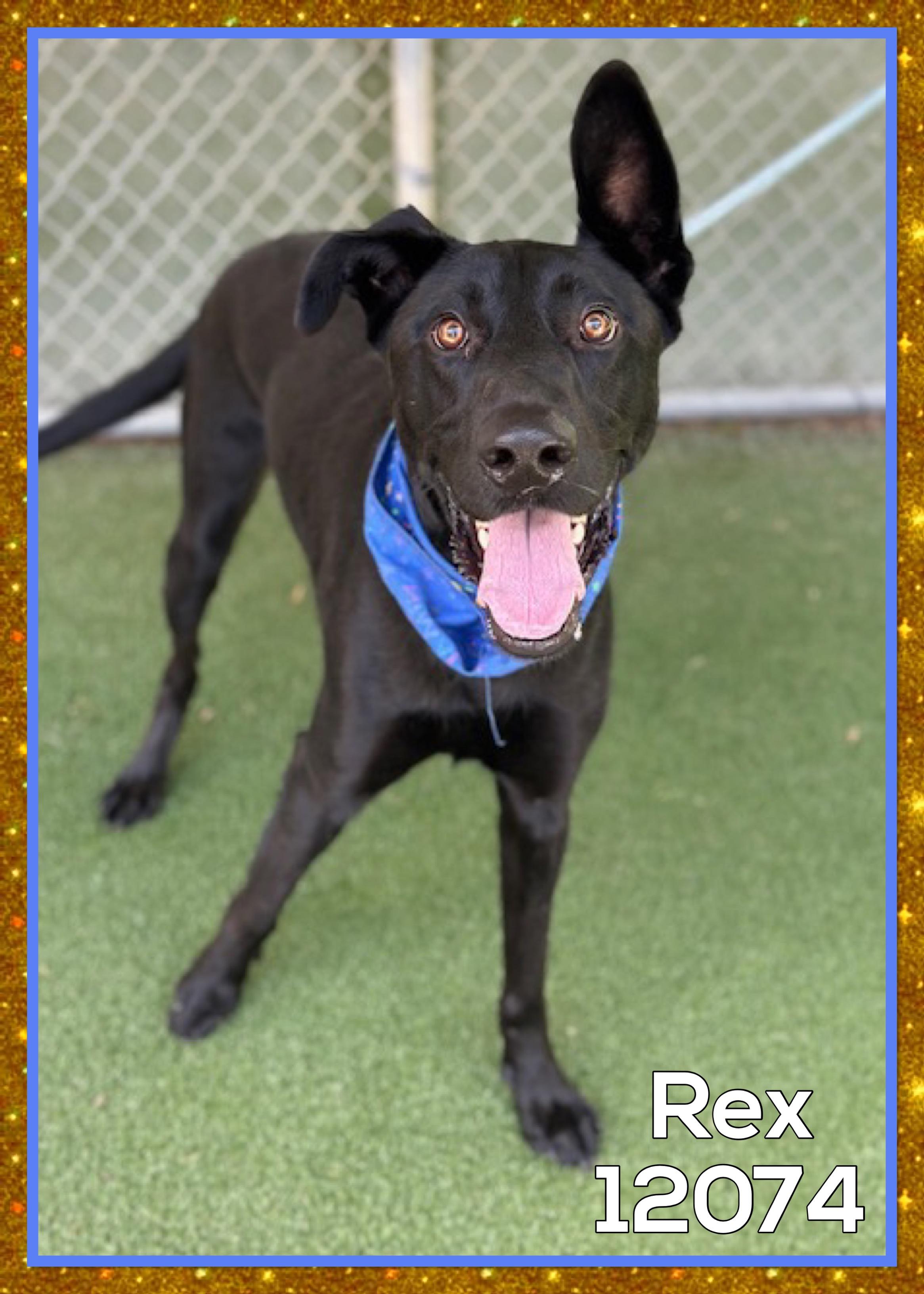 This adorable boy is Rex He was surrendered to the shelter on 719 because his person moved in with