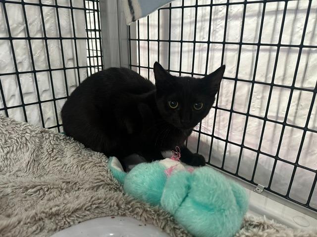 Aladdin, Adoptable, Kitten Male Domestic Short Hair.