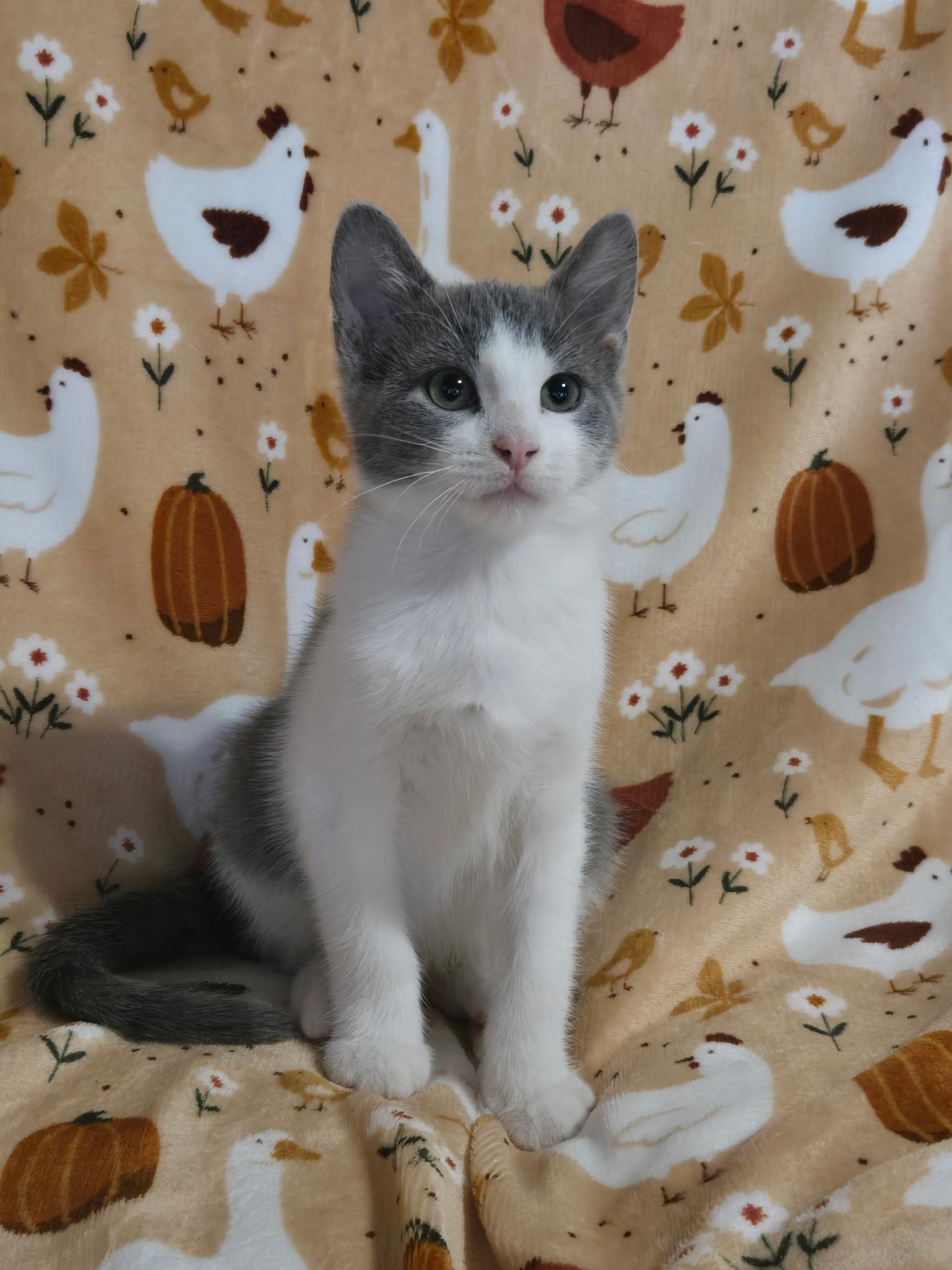 Enlarge Ziggy, a Adoptable American Shorthair in Blue Earth, MN image 1/1