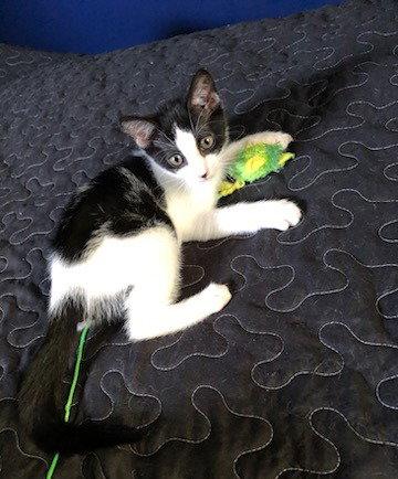 Sasha, Adoptable, Kitten Female Domestic Short Hair.