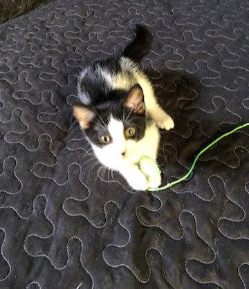 Sasha, a Adoptable Domestic Short Hair in Coatesville, PA image 2/3