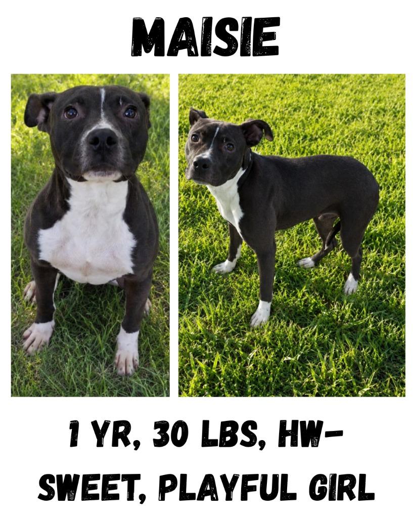 Maisie, Adoptable, Young Female American Bulldog & Staffordshire Bull Terrier.