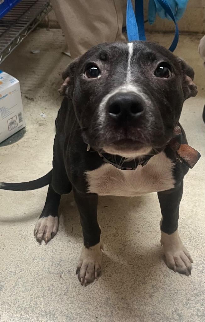 Enlarge Maisie, a Adoptable mixed breed in Albany, GA image 2/6