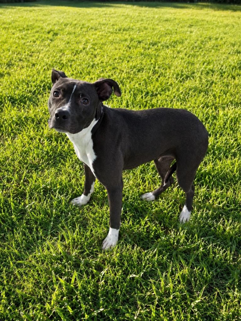 Enlarge Maisie, a Adoptable mixed breed in Albany, GA image 6/6