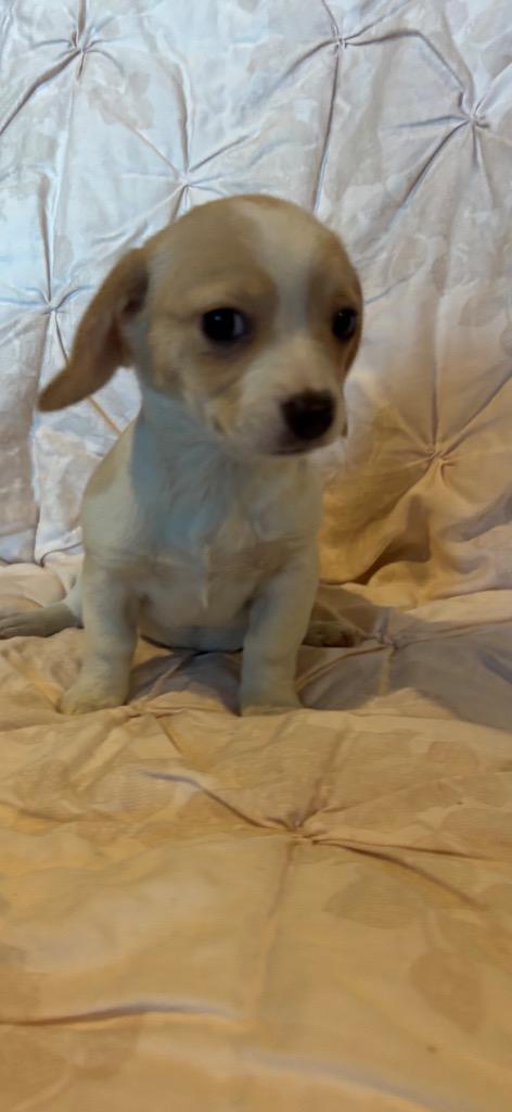 Seis, Adopted, Puppy Female Chihuahua & Beagle.
