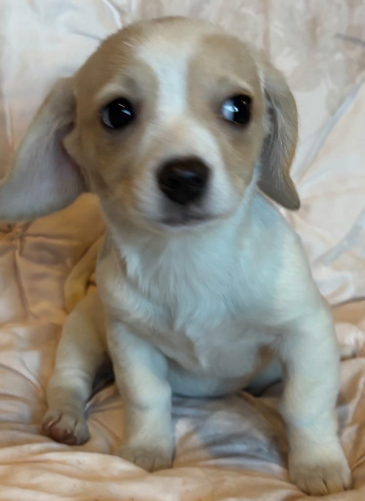 Enlarge Seis, a Adopted mixed breed in Indianola, IA image 2/2