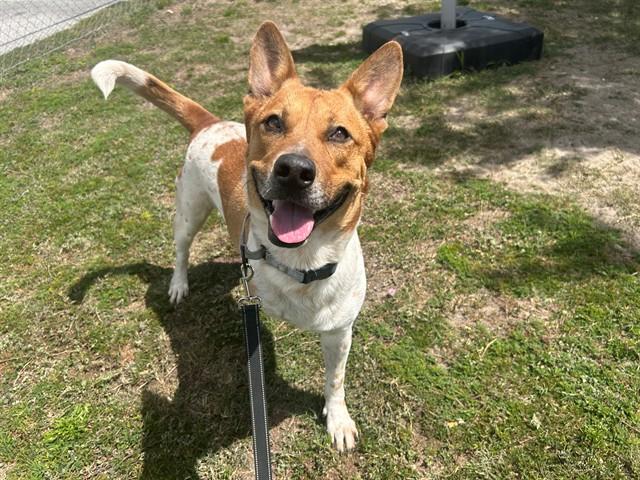 ROCKY, Adoptable, Adult Male Australian Cattle Dog / Blue Heeler.