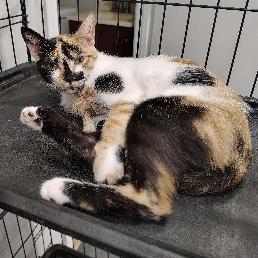 Berry, Adopted, Kitten Female Domestic Short Hair.