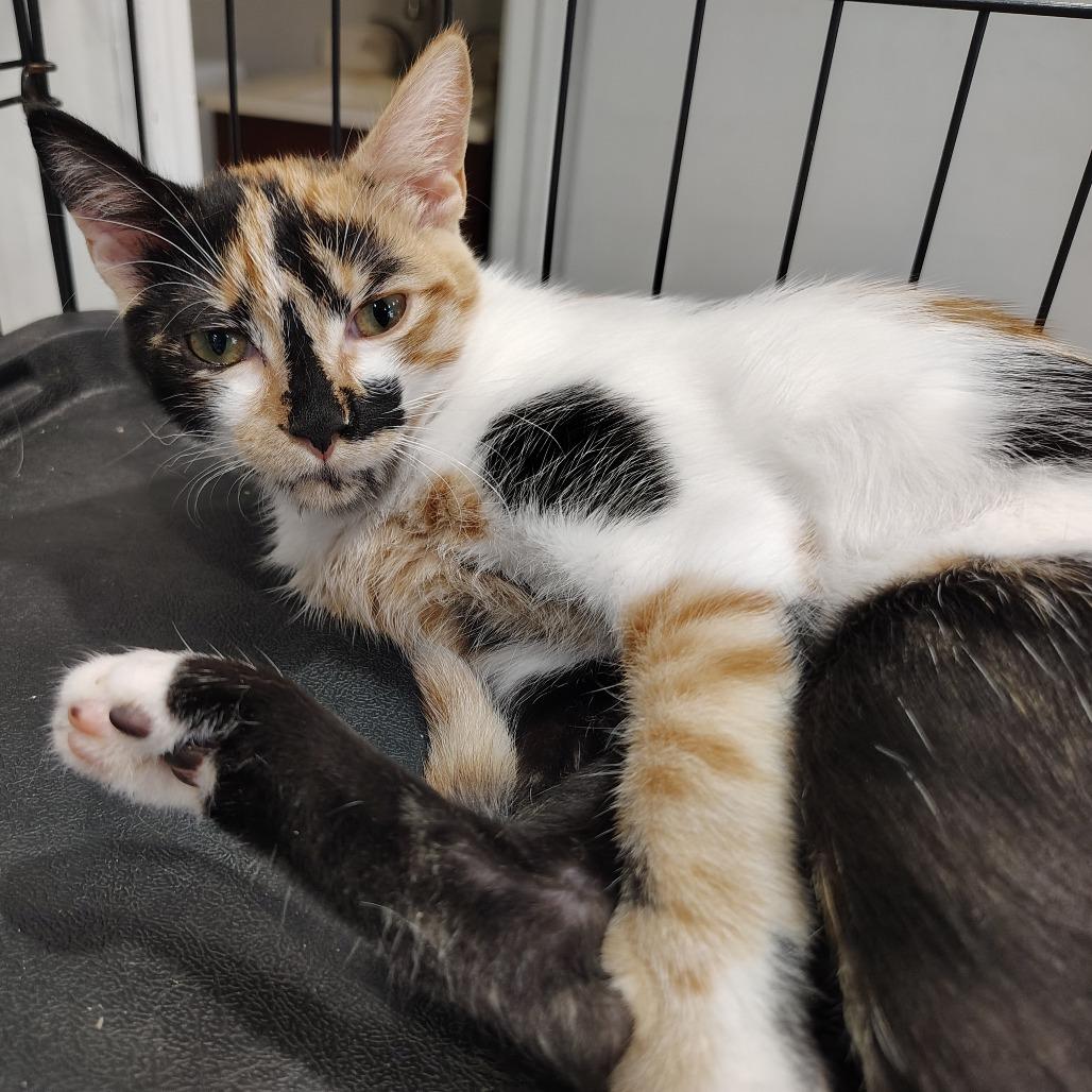 Enlarge Berry, a Adopted Domestic Short Hair in Wilmington, NC image 2/3
