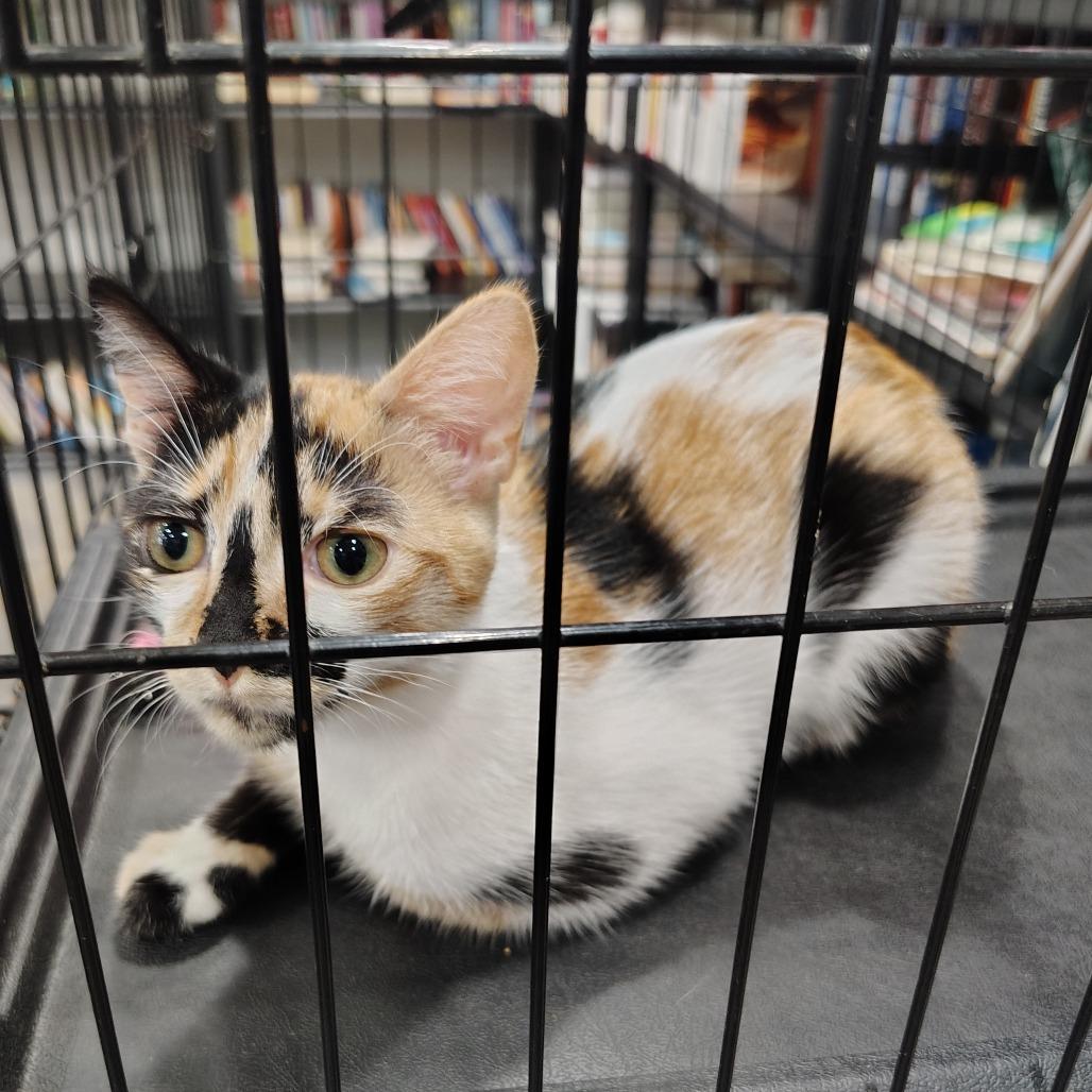 Enlarge Berry, a Adopted Domestic Short Hair in Wilmington, NC image 3/3