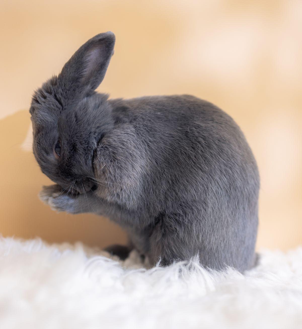 Enlarge Simon, a Adopted Bunny Rabbit in Los Angeles, CA image 1/3