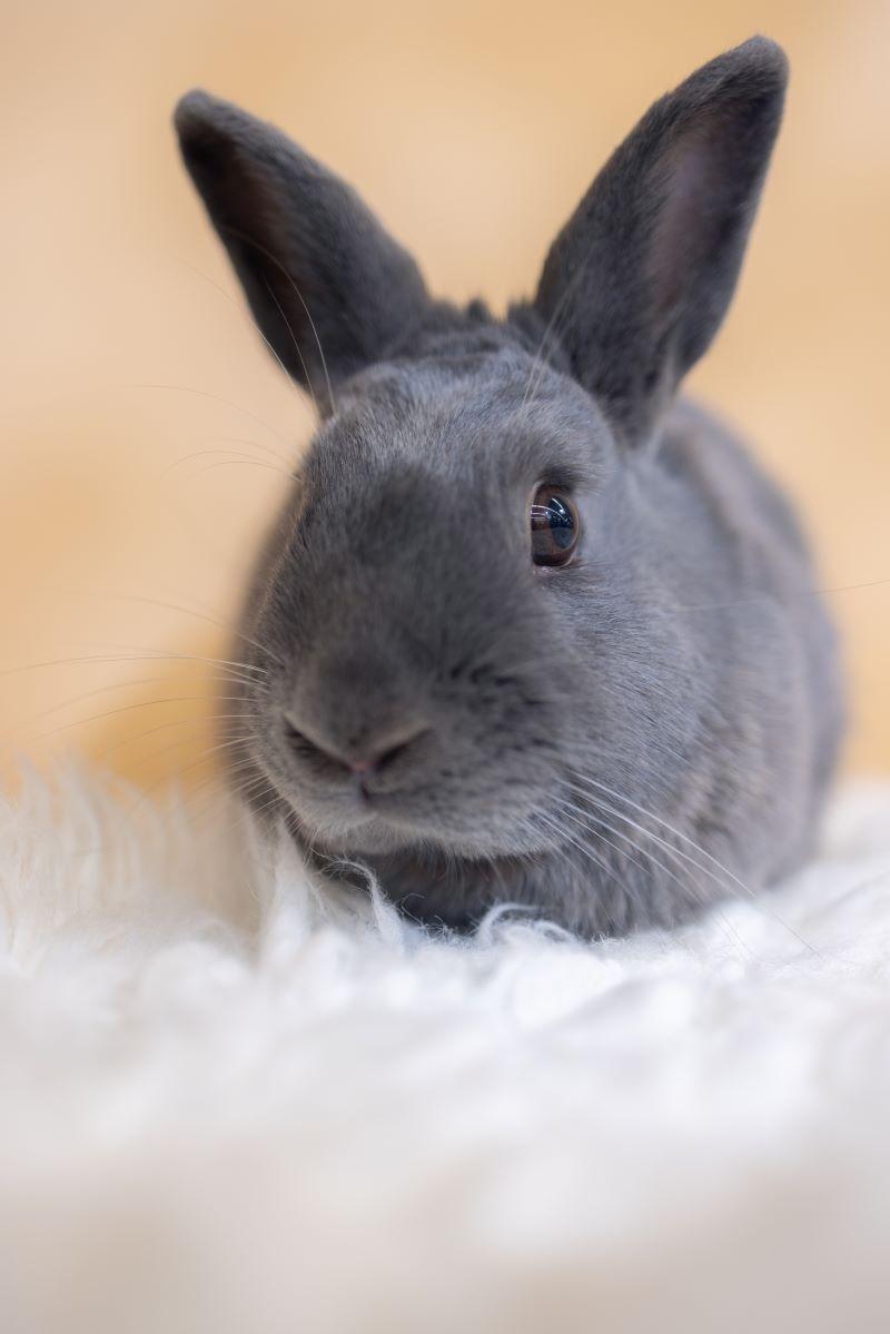 Enlarge Simon, a Adopted Bunny Rabbit in Los Angeles, CA image 2/3