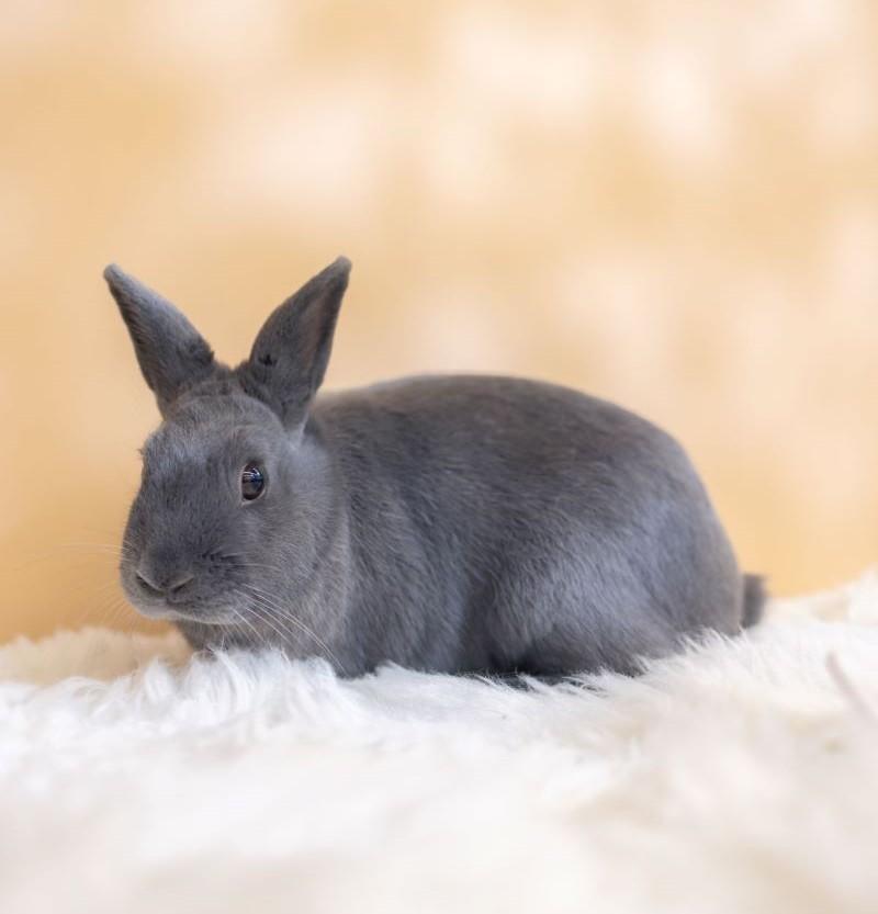 Simon, Adopted, Adult Male Bunny Rabbit.