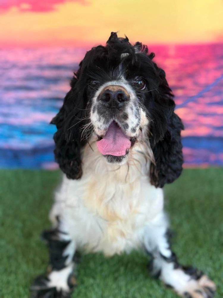 Coconut, Adoptable, Adult Male Cocker Spaniel.